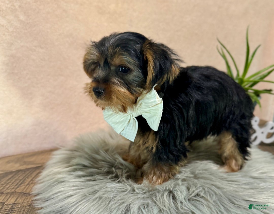 Yorkshire Terrier dogs for sale: Hallie - Ad 30