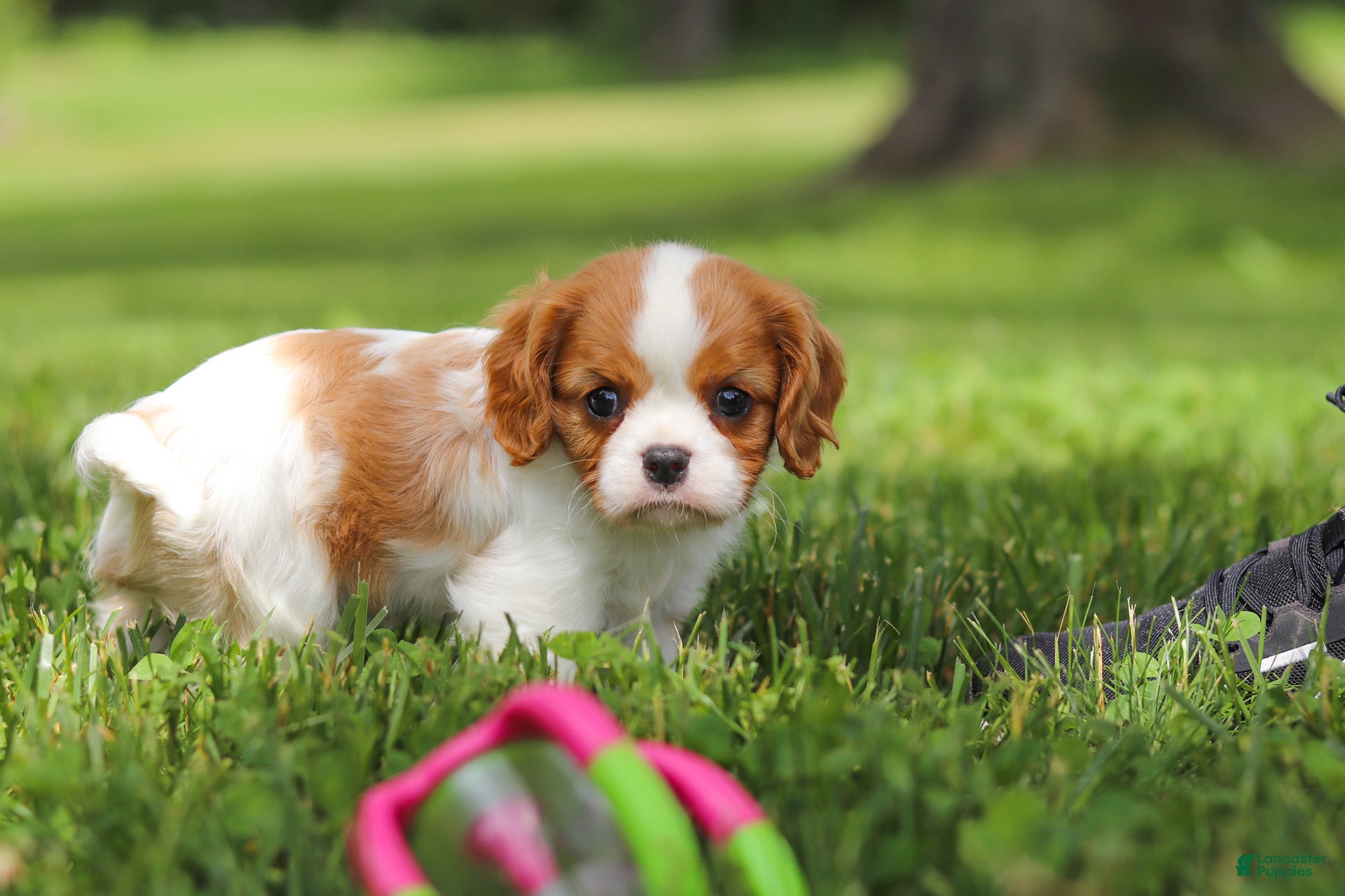 Cavalier King Charles Spaniel dogs Banks - Ad 1