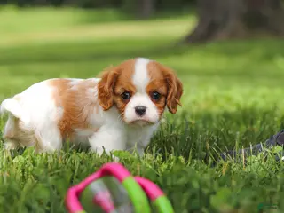 Cavalier King Charles Spaniel dogs for sale: Banks - Ad 3