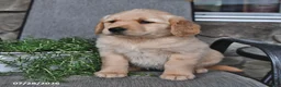 Mixed Breed dogs for sale: Tootsie - Ad 2