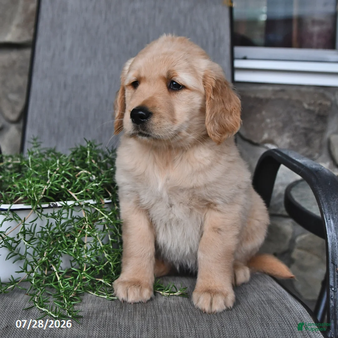 Mixed Breed dogs for sale: Tootsie - Ad 2