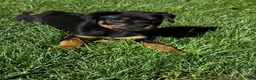 Rottweiler dogs for sale: Rottweiler 1 - Ad 7