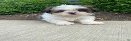 Shih Tzu dogs for sale: Tommy - Ad 4