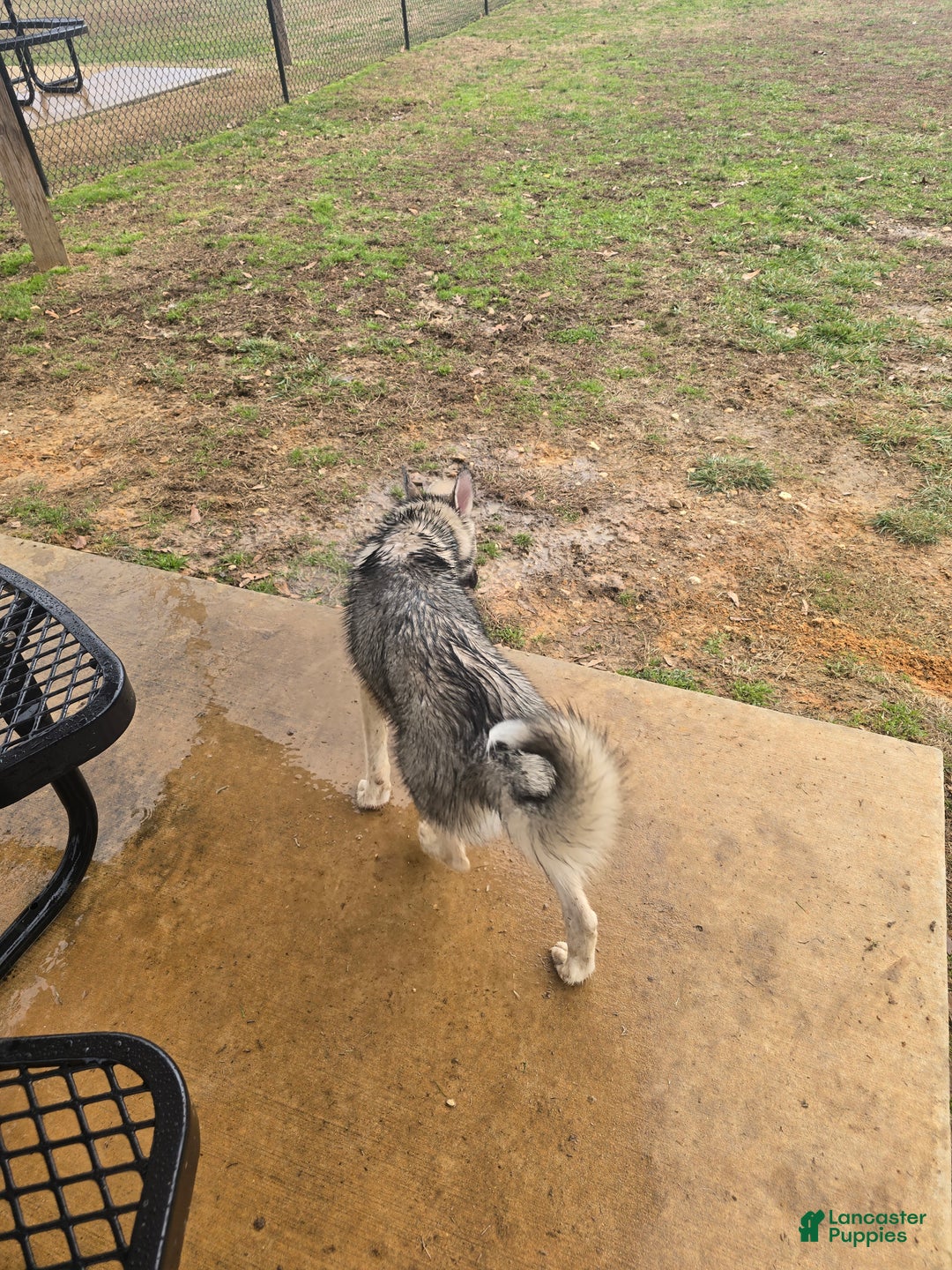 Gerberian Shepsky dogs for sale: Buddy - Ad 6