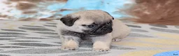 Pug dogs for sale: Monty - Ad 7