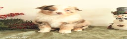 Miniature Australian Shepherd dogs for sale: Taylor - Ad 1