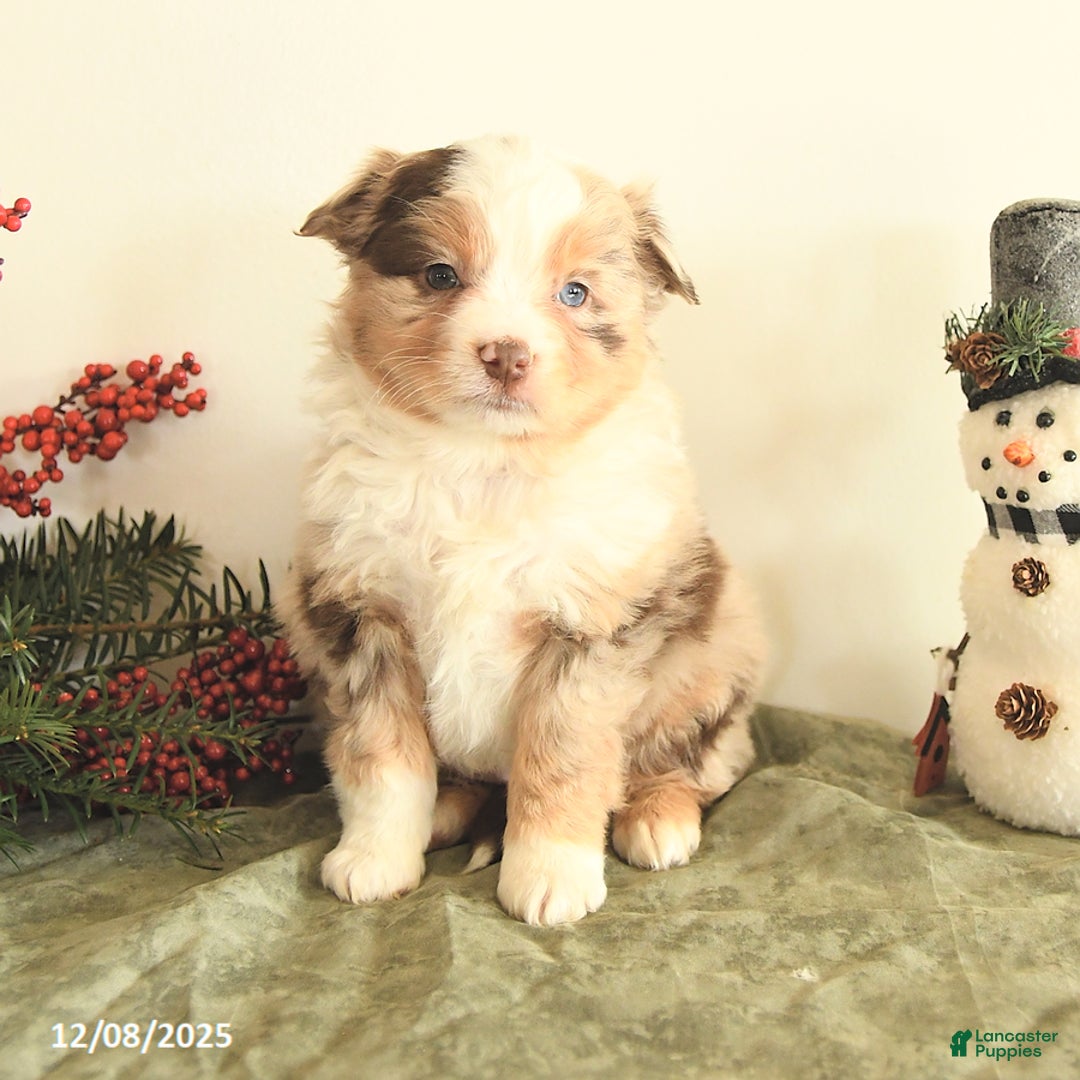 Miniature Australian Shepherd dogs for sale: Taylor - Ad 1