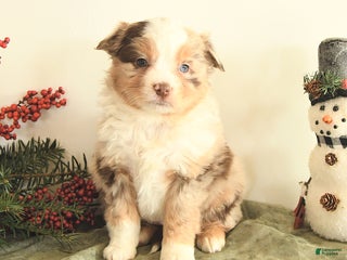 Miniature Australian Shepherd dogs Taylor - Ad 9