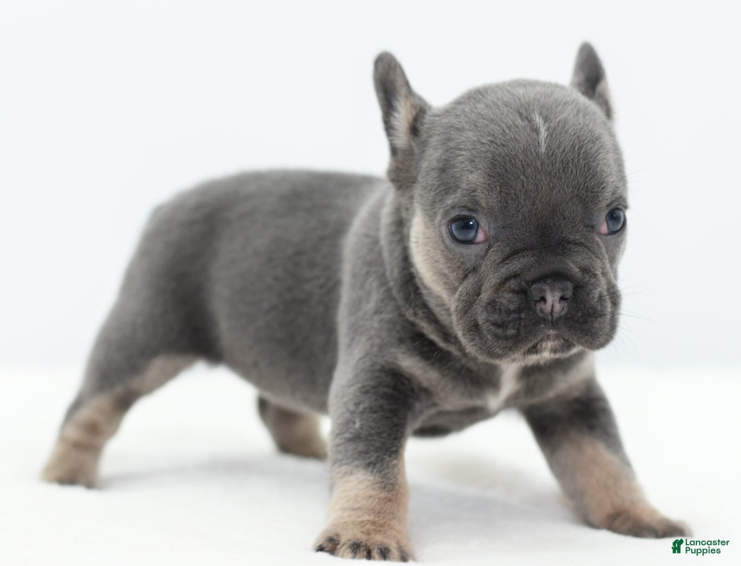 Mixed Breed dogs for sale: Queen lilac tricolor  - Ad 33