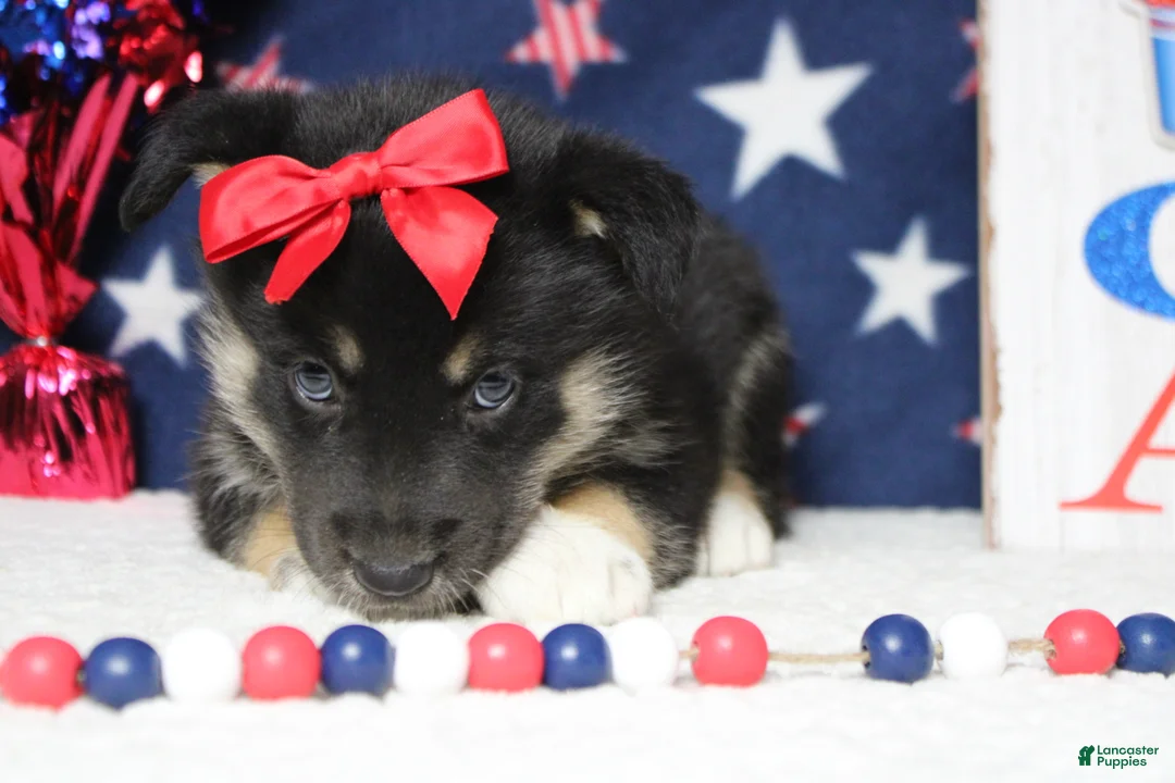 Mixed Breed dogs for sale: Magnolia  - Ad 9