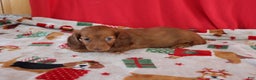 Miniature Dachshund dogs for sale: andrea - Ad 4