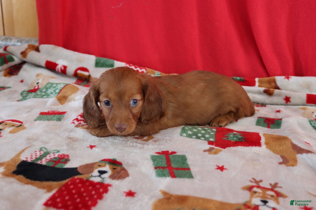 Miniature Dachshund dogs for sale: andrea - Ad 4