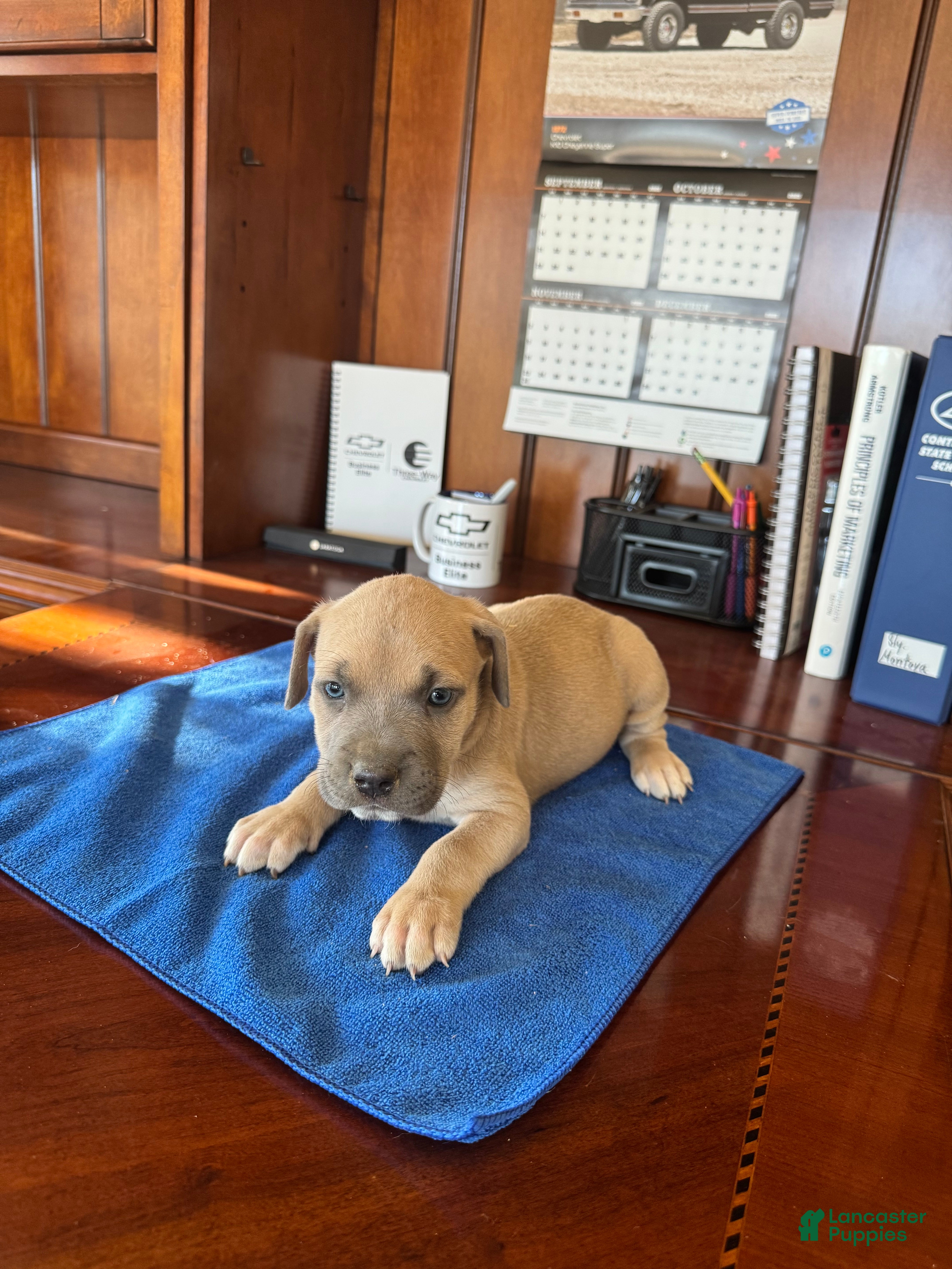 Mixed Breed dogs Mixed Breed 5 - Ad 2
