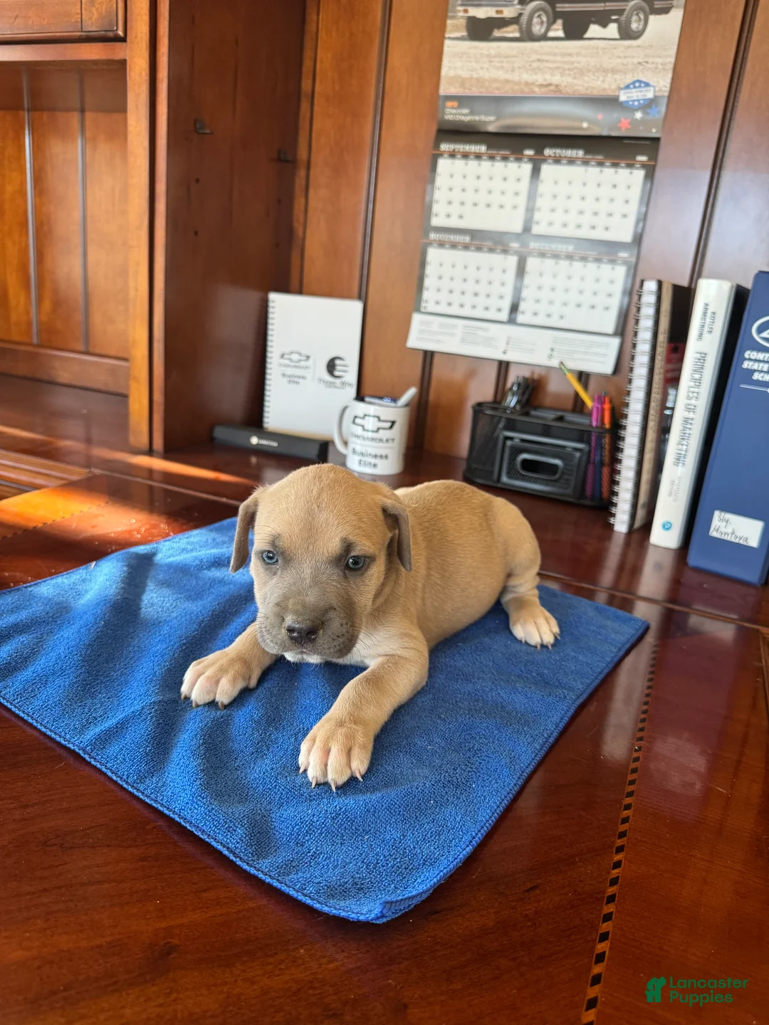 Mixed Breed dogs for sale: Mixed Breed 5 - Ad 2