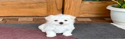 Maltese dogs for sale: Shellie - Ad 7