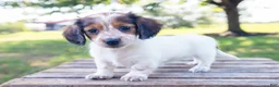 Miniature Dachshund dogs for sale: Miniature Dachshund 5 - Ad 2
