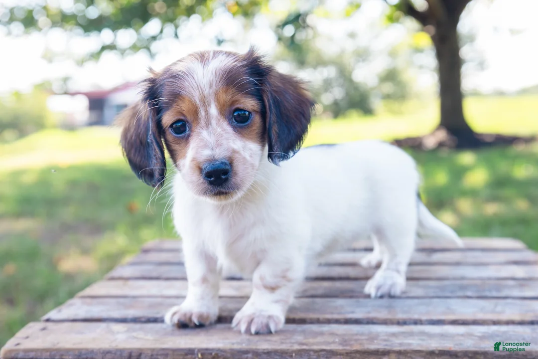 Miniature Dachshund dogs for sale: Miniature Dachshund 5 - Ad 2