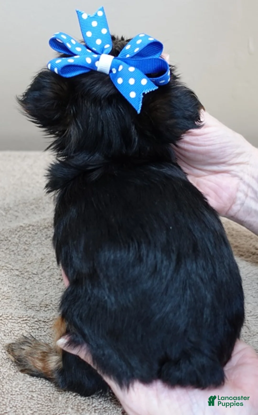 Yorkshire Terrier dogs for sale: Cairo black face - Ad 11