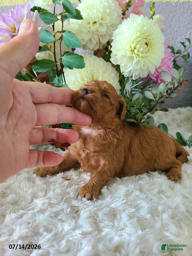 Mini Goldendoodle dogs Ingrid - Ad 2