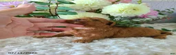 Mini Goldendoodle dogs for sale: Ingrid - Ad 2