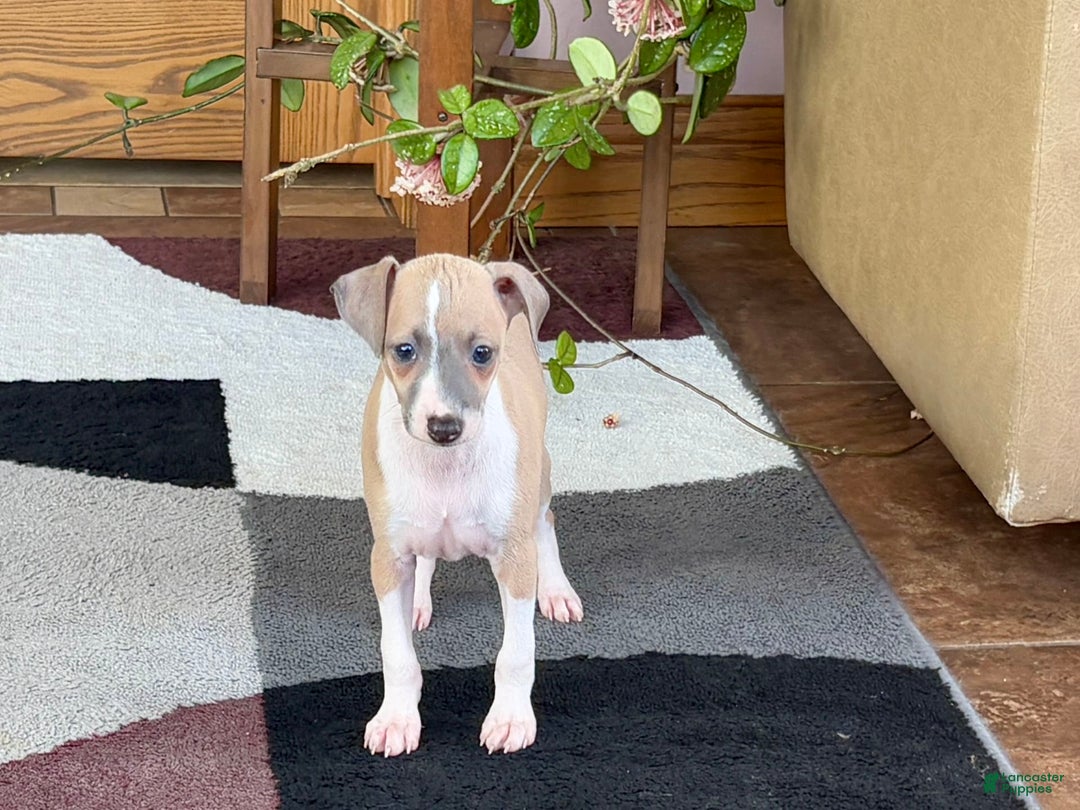 Italian Greyhound dogs for sale: Trina - Ad 8