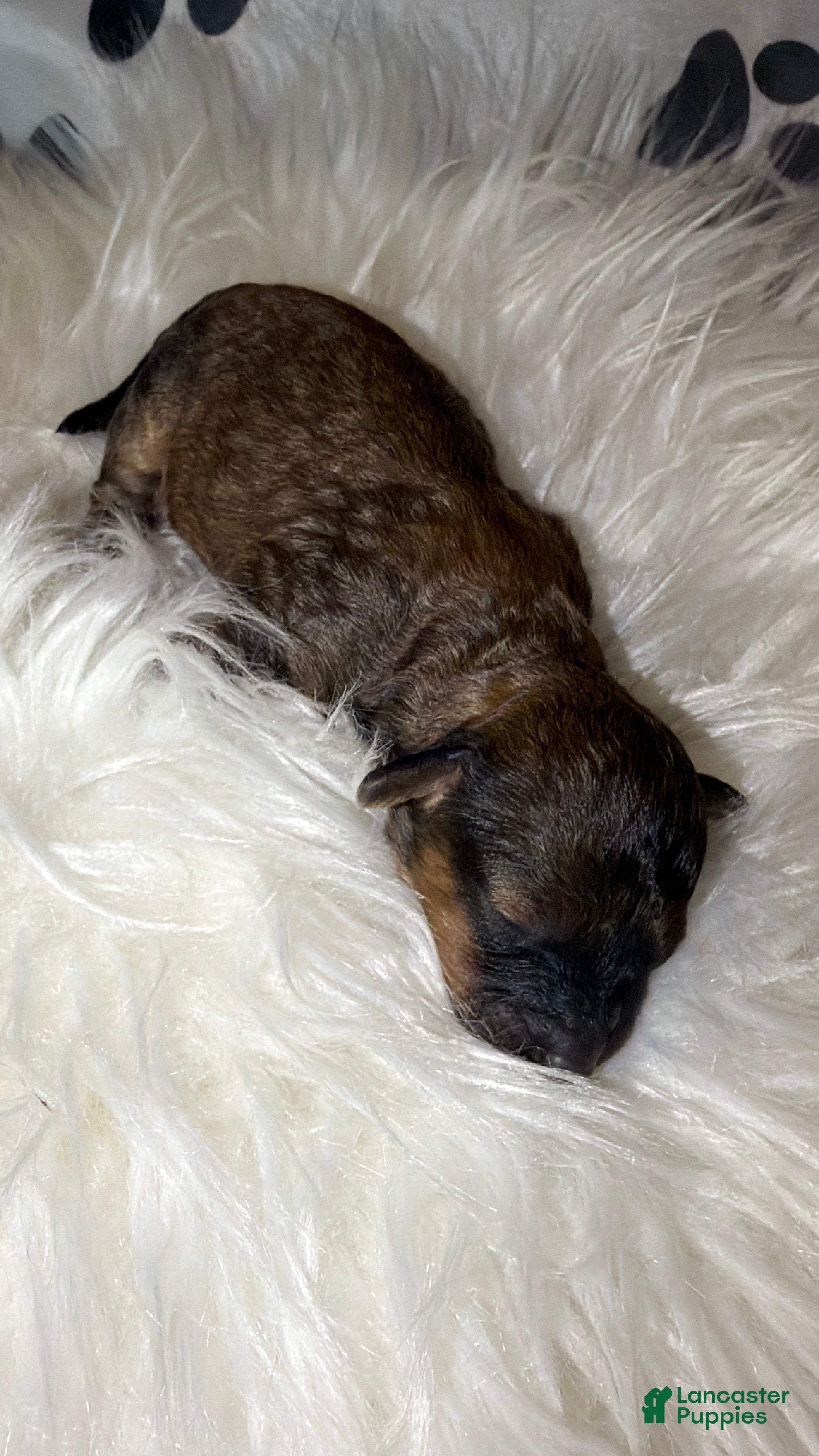 Toy Poodle dogs for sale: Venice  - Ad 3