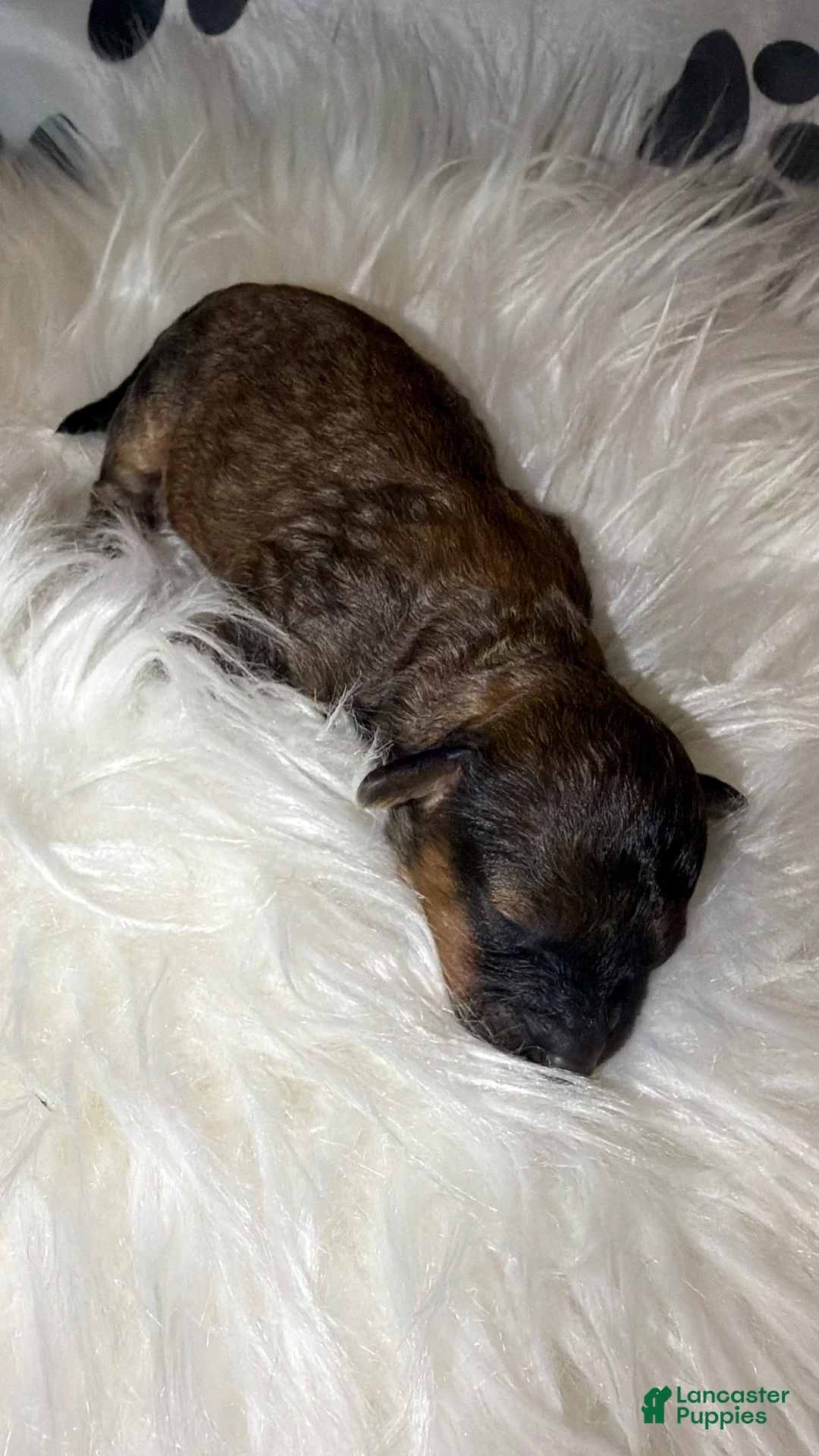 Toy Poodle dogs for sale: Venice  - Ad 1