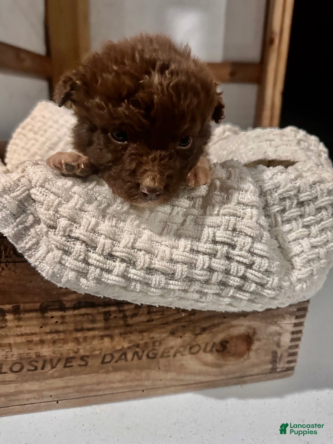 Aussiedoodle dogs for sale: Butter Ball - Ad 1