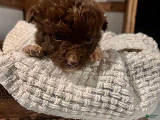 Aussiedoodle dogs Butter Ball - Ad 29