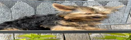 Yorkshire Terrier dogs for sale: Nicole Yorkshire Terrier  - Ad 38