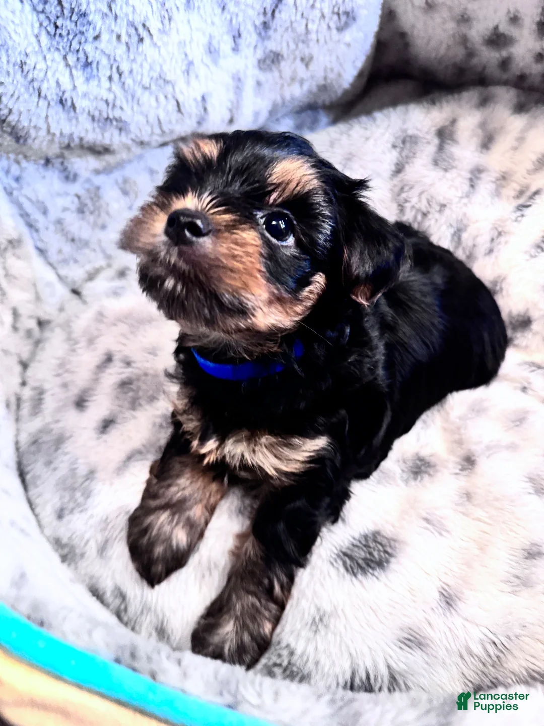Yorkshire Terrier dogs for sale: Max - Ad 2