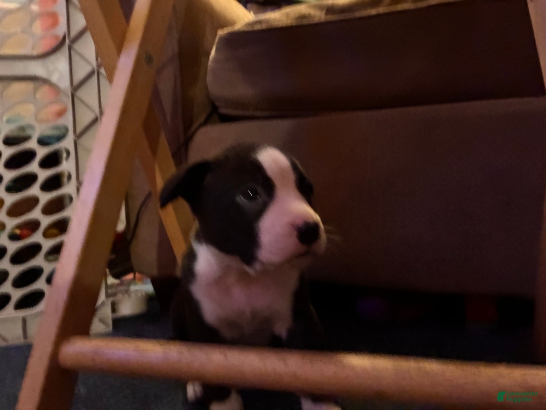 Mixed Breed dogs for sale: Boo - Ad 2