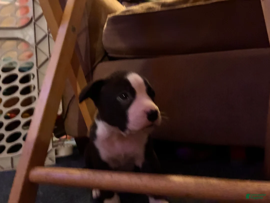 Mixed Breed dogs for sale: Boo - Ad 4