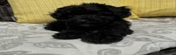 Toy Poodle dogs for sale: George - Ad 3