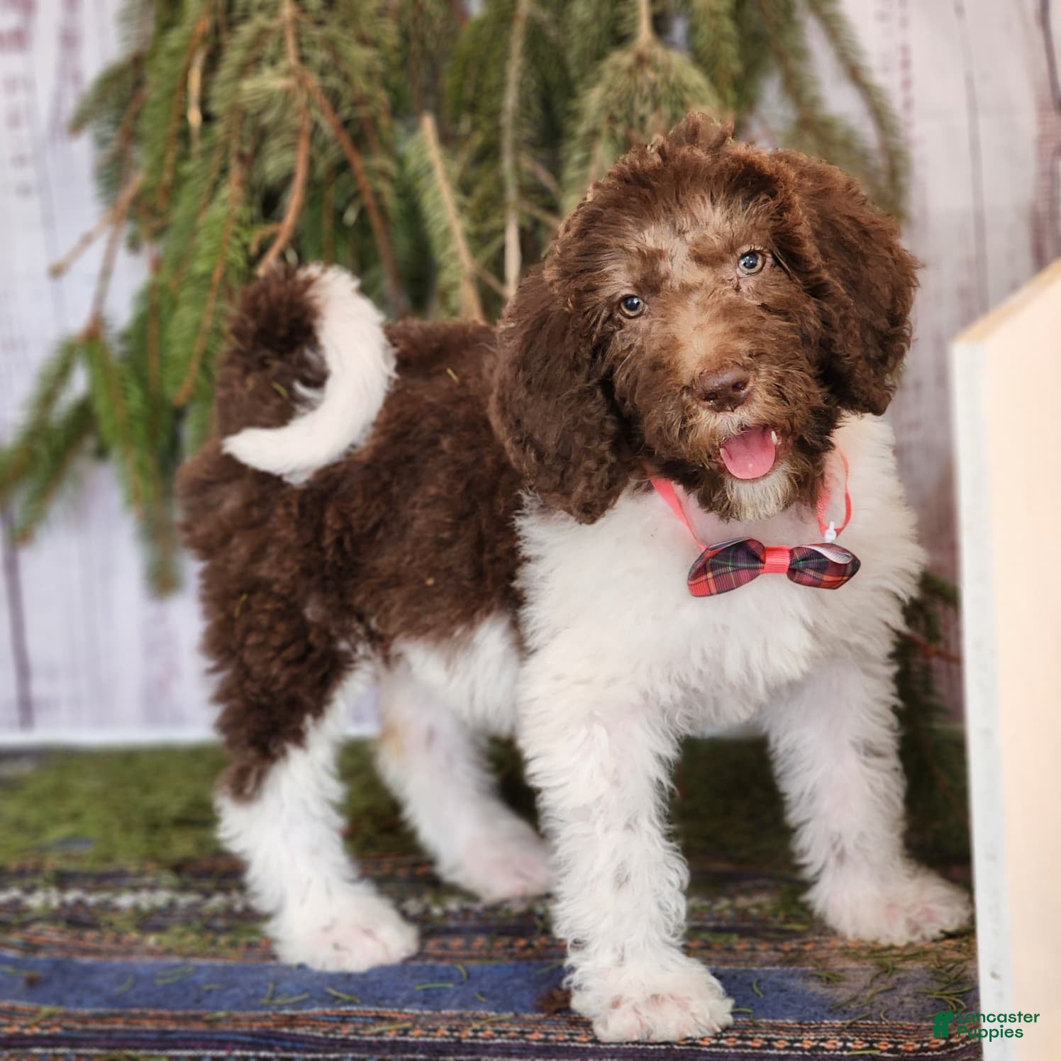 Labradoodle dogs Diana - F1B - Ad 1