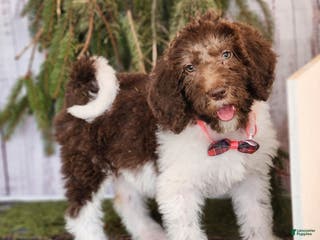 Labradoodle dogs Diana - F1B - Ad 1