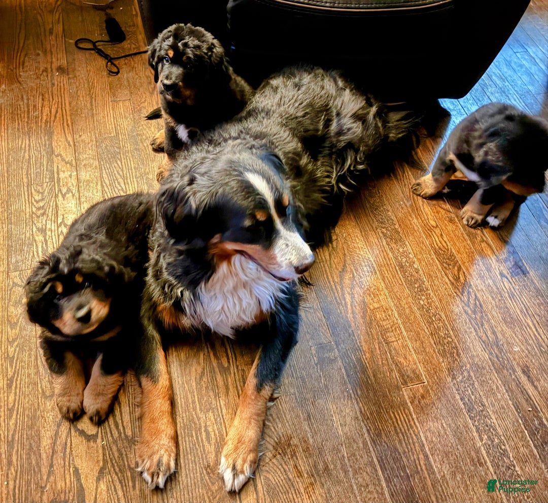 Mixed Breed dogs for sale: Mixed Breed Puppy 2 - Ad 2