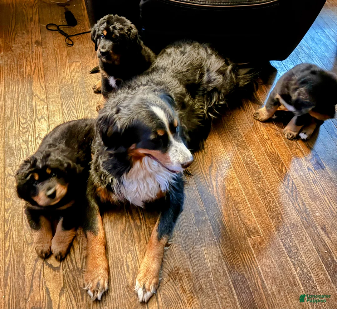 Mixed Breed dogs for sale: Mixed Breed Puppy 4 - Ad 2