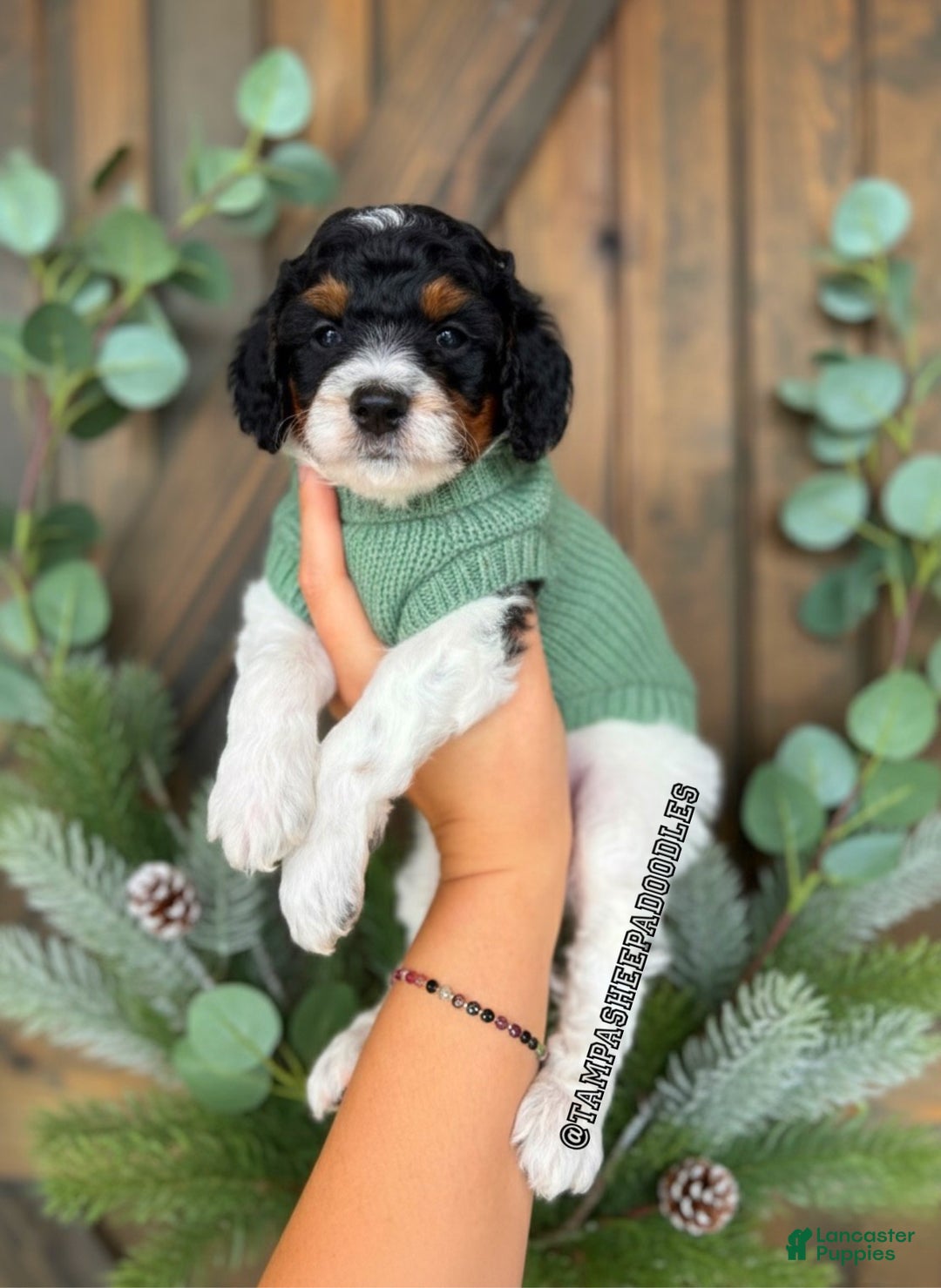 Mini Sheepadoodle dogs for sale: Red-Peppermint - Ad 12