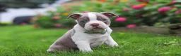 Boston Terrier dogs for sale: Sonny - Ad 4