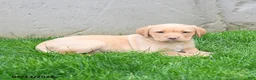 Labrador Retriever dogs for sale: Elora - Ad 2
