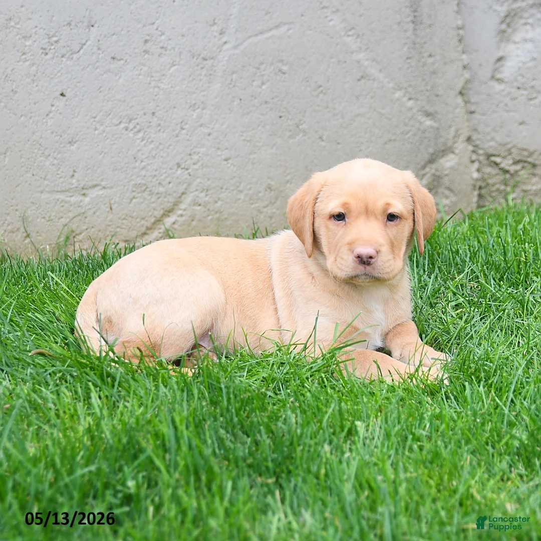 Labrador Retriever dogs for sale: Elora - Ad 2