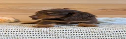 Miniature Dachshund dogs for sale: Hunter - Ad 8