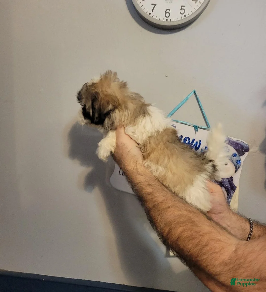 Teddy Bear dogs for sale: Teddy  - Ad 2