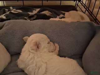 Maltese dogs Maltese 1 - Ad 19