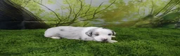 Miniature Australian Shepherd dogs for sale: America - Ad 6