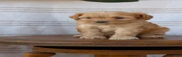 Cavapoo dogs for sale: Malia - Ad 7