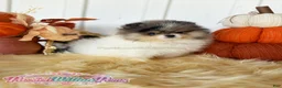 Pomeranian dogs for sale: Little Jupiter - Ad 2