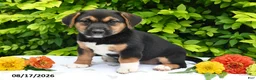 Mixed Breed dogs for sale: Daffy - Ad 3