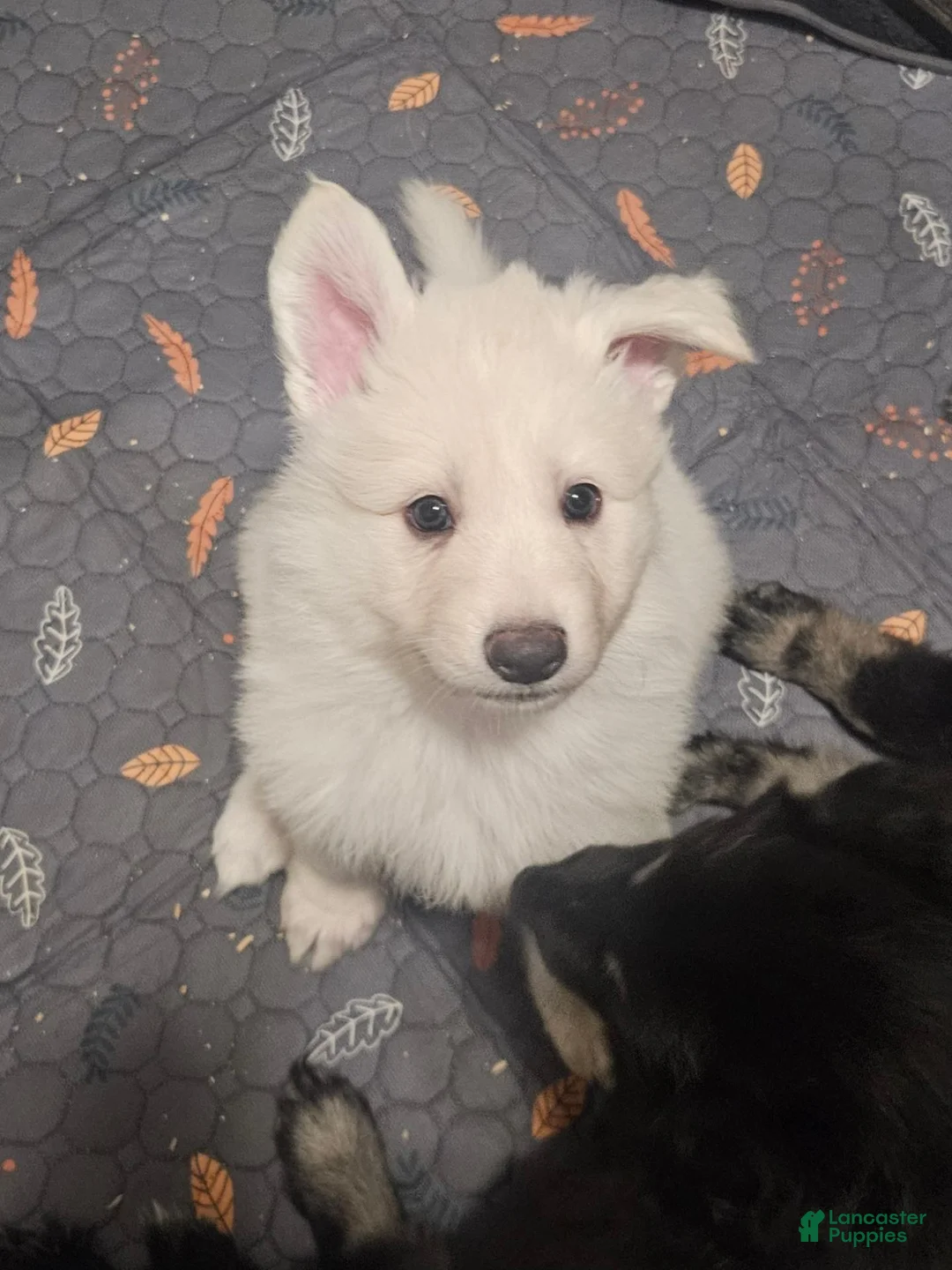 German Shepherd dogs for sale: German Shepherd 1 - Ad 1